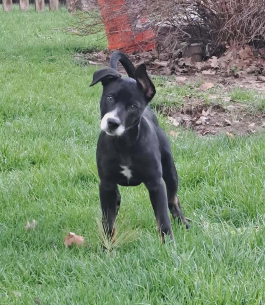 Gideonana, Adoptable, Puppy Female Collie.