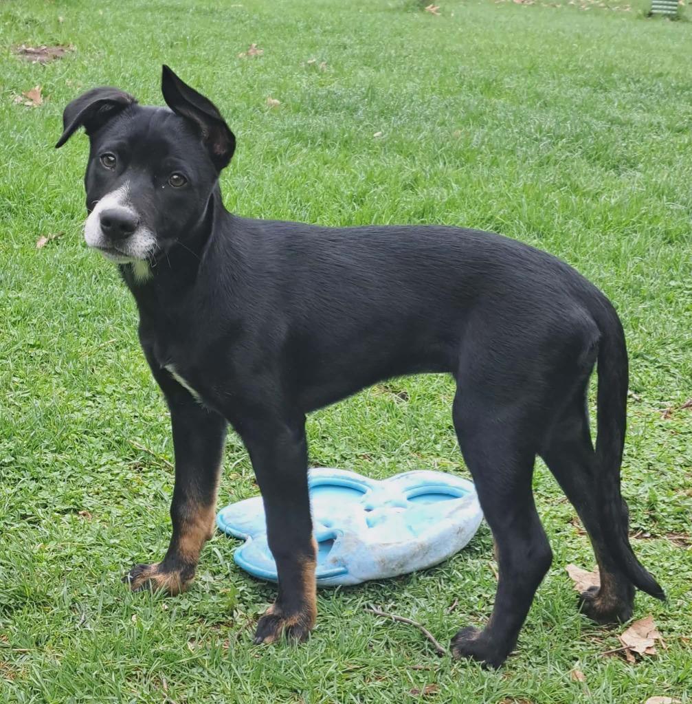 Enlarge Gideonana, a Adoptable mixed breed in Fond Du Lac, WI image 2/6