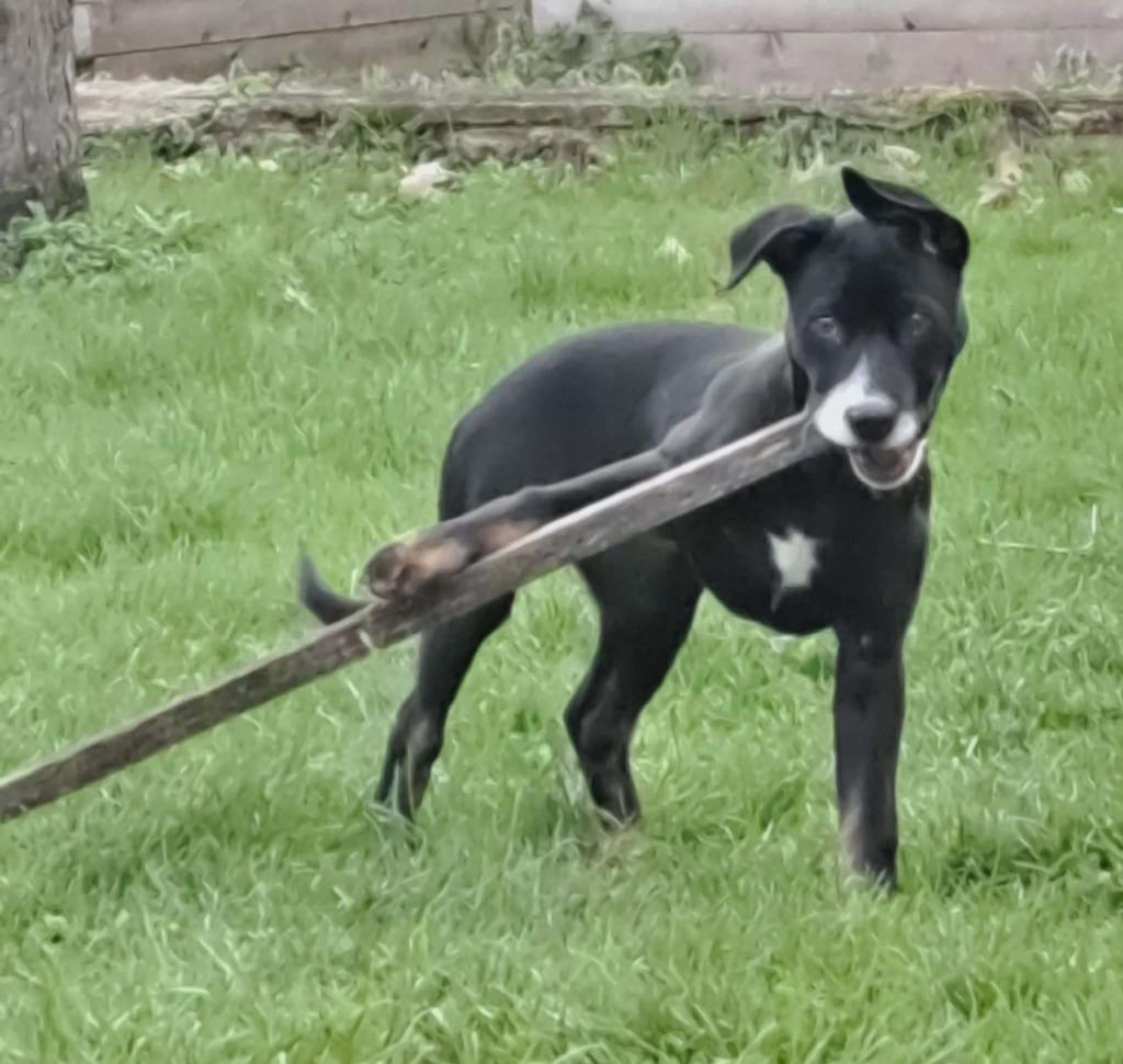 Enlarge Gideonana, a Adoptable mixed breed in Fond Du Lac, WI image 3/6