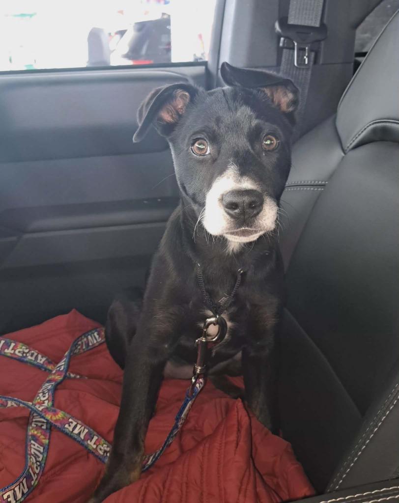 Enlarge Gideonana, a Adoptable mixed breed in Fond Du Lac, WI image 4/6