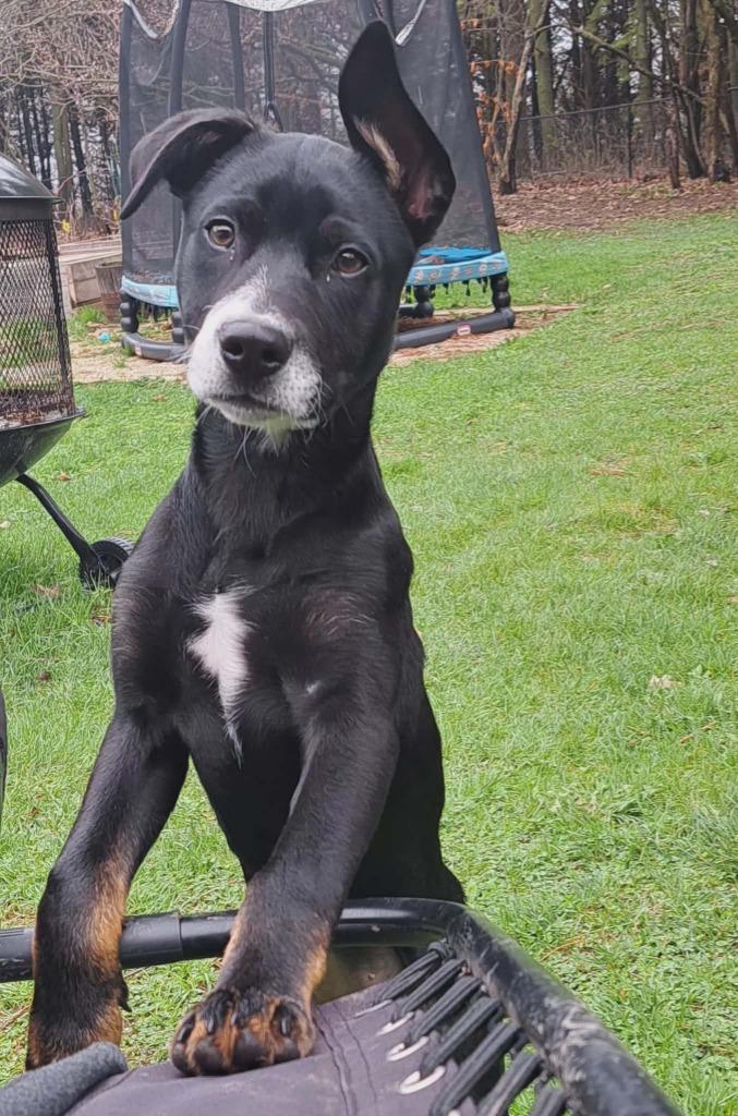 Enlarge Gideonana, a Adoptable mixed breed in Fond Du Lac, WI image 5/6