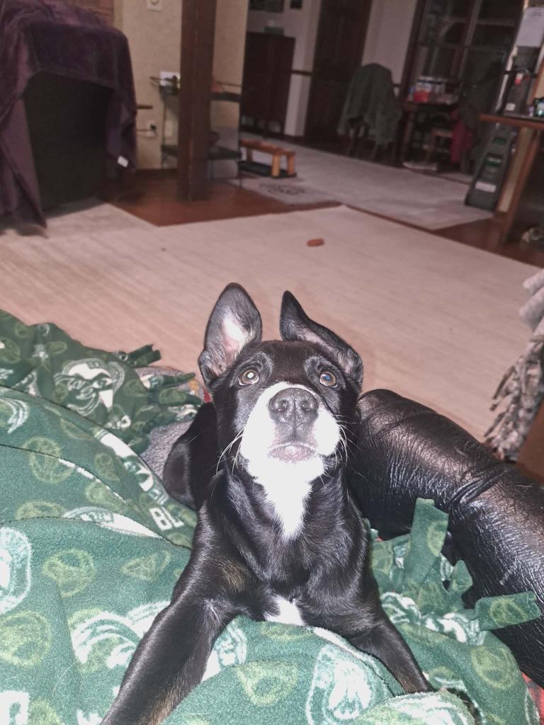 Enlarge Gideonana, a Adoptable mixed breed in Fond Du Lac, WI image 6/6