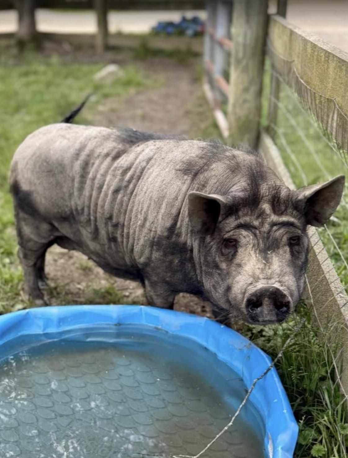 Enlarge Mona, a ADOPTABLE Pot Bellied in Ravenna, OH image 1/1
