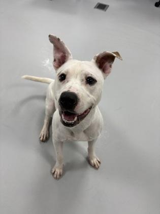 Rain 1895-25, a Adoptable mixed breed in Cumming, GA image 2/3