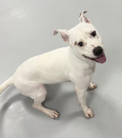 Rain 1895-25, a Adoptable mixed breed in Cumming, GA image 3/3