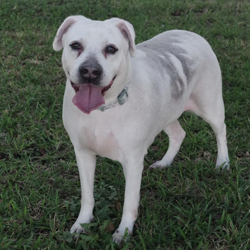 Mia, a Adoptable mixed breed in Miami, FL image 1/6