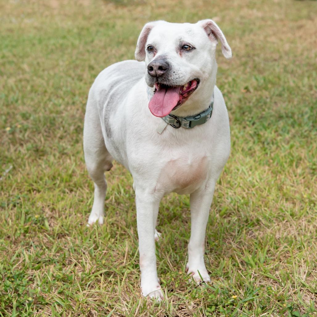 Mia, a Adoptable mixed breed in Miami, FL image 2/6