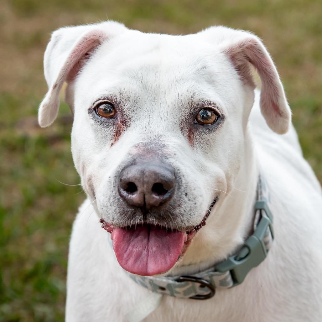 Mia, a Adoptable mixed breed in Miami, FL image 3/6