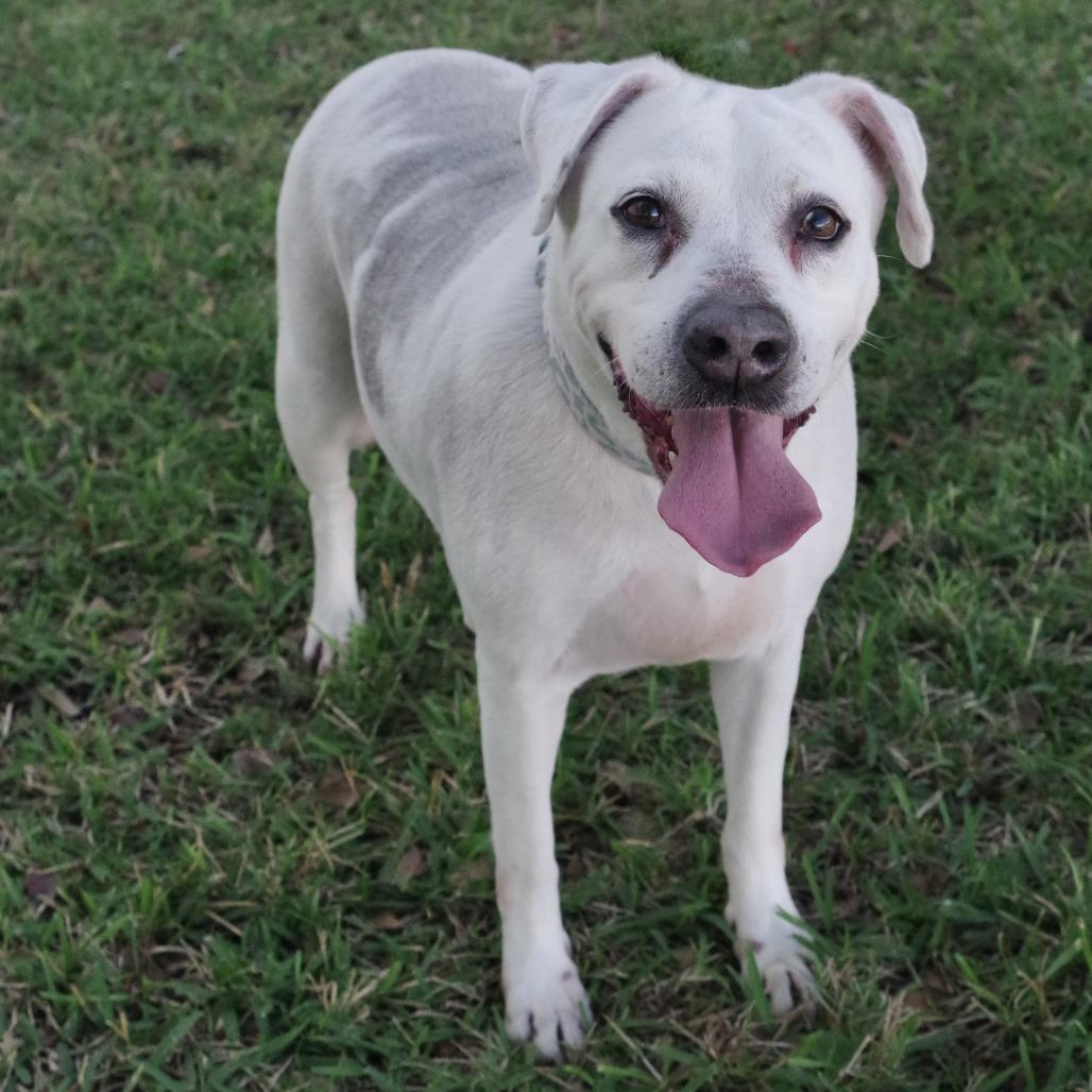 Mia, a Adoptable mixed breed in Miami, FL image 4/6