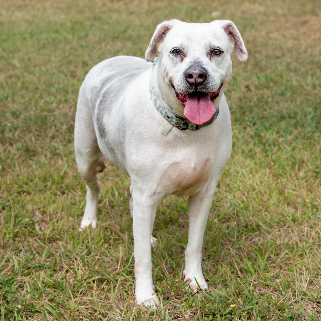 Mia, a Adoptable mixed breed in Miami, FL image 5/6
