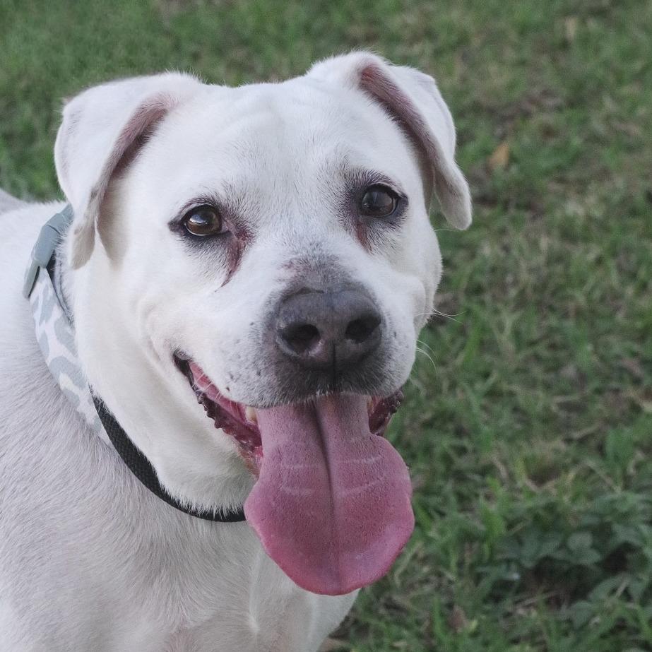 Mia, a Adoptable mixed breed in Miami, FL image 6/6
