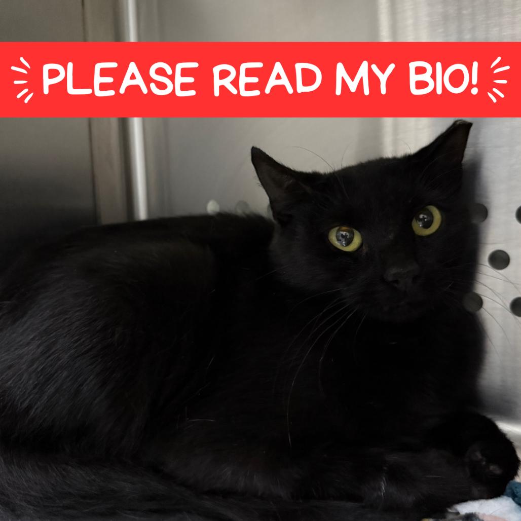 Dubloon, Adoptable, Young Female Domestic Short Hair.