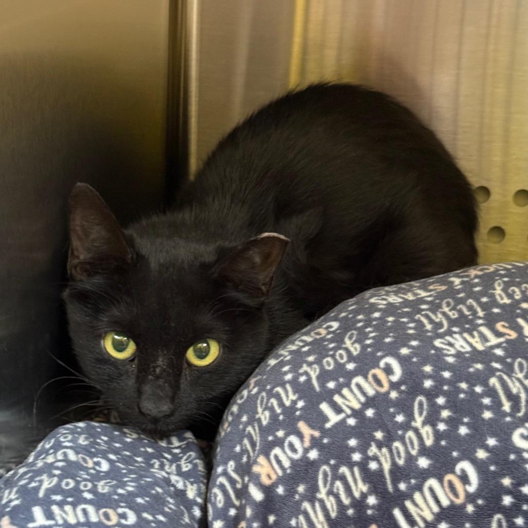 Enlarge Dubloon, a Adoptable Domestic Short Hair in Denver, CO image 2/3