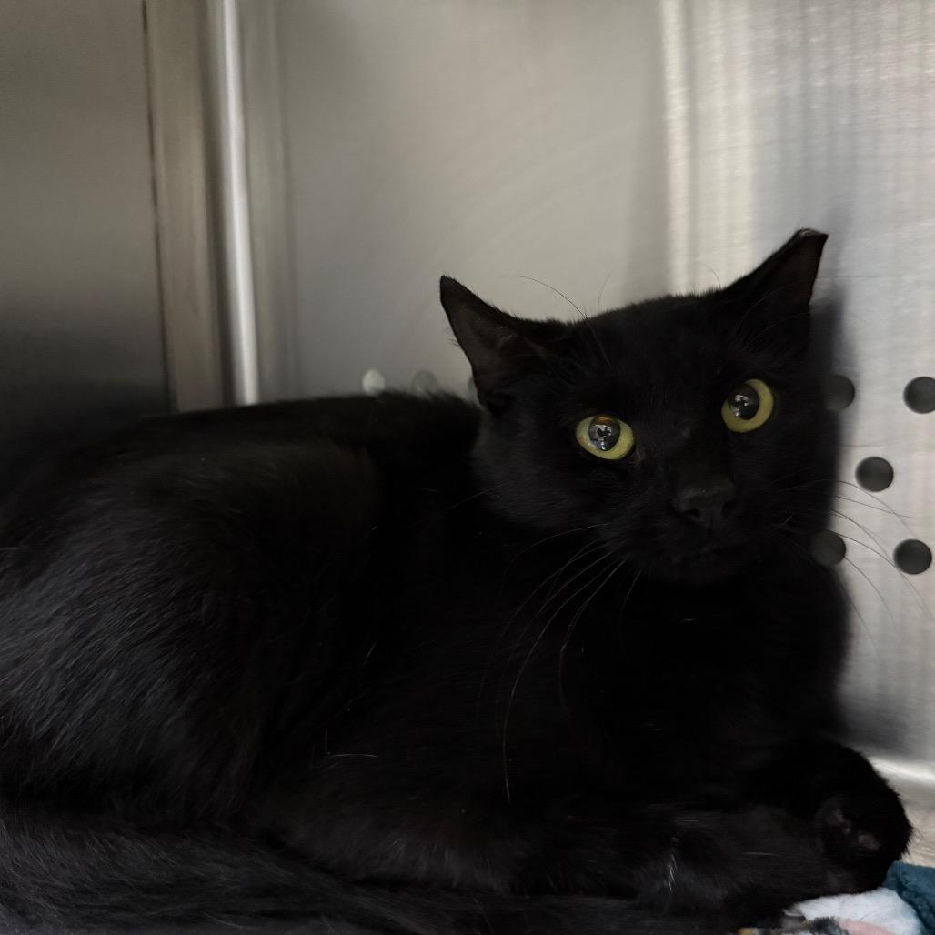 Enlarge Dubloon, a Adoptable Domestic Short Hair in Denver, CO image 3/3