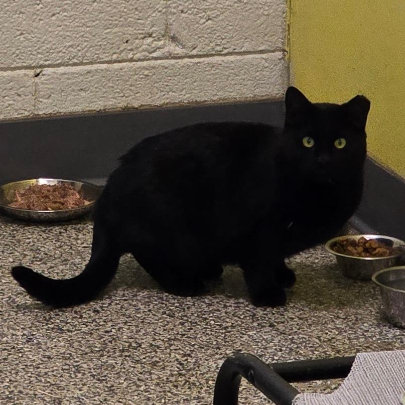 Enlarge Dubloon, a Adoptable Domestic Short Hair in Denver, CO image 4/4