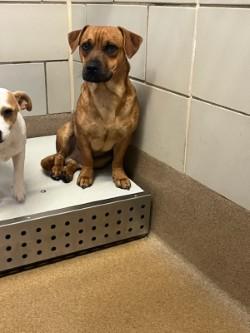 Vinney, adoptable, Adult Male Pug & Fox Terrier.