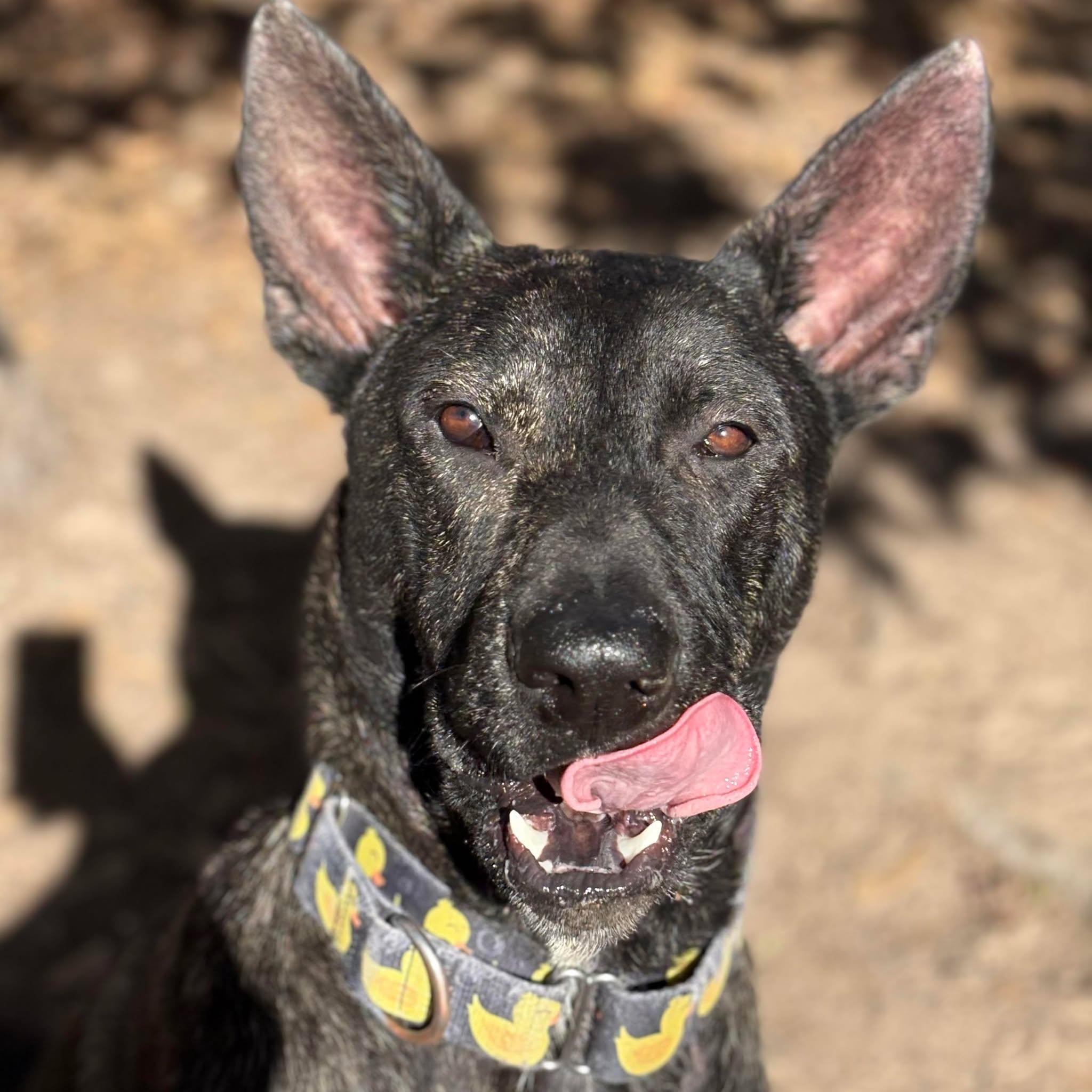 Enlarge Jarry, a Adoptable mixed breed in Spring, TX image 6/6