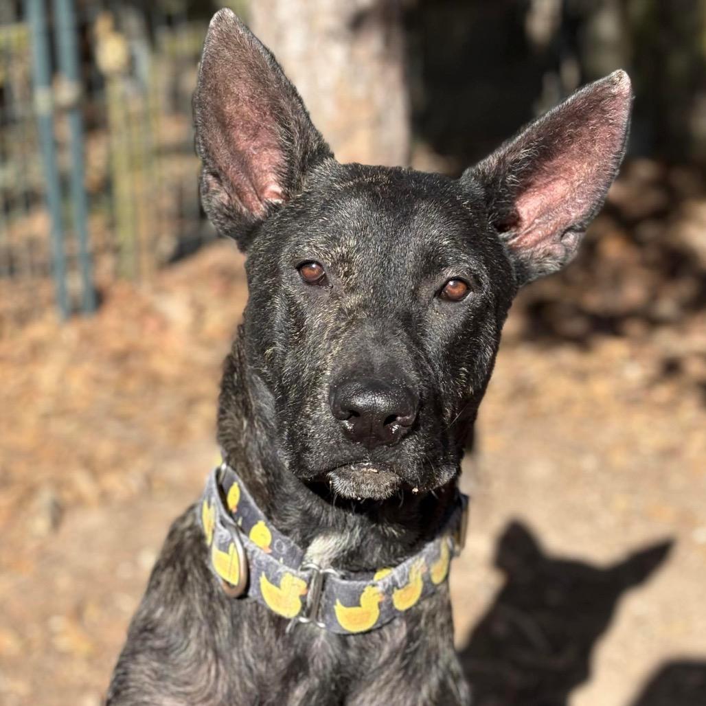 Jarry, Adoptable, Young Male Mastiff & Mixed Breed.