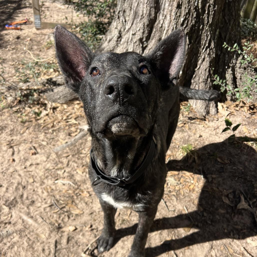 Enlarge Jarry, a Adoptable mixed breed in Spring, TX image 2/6