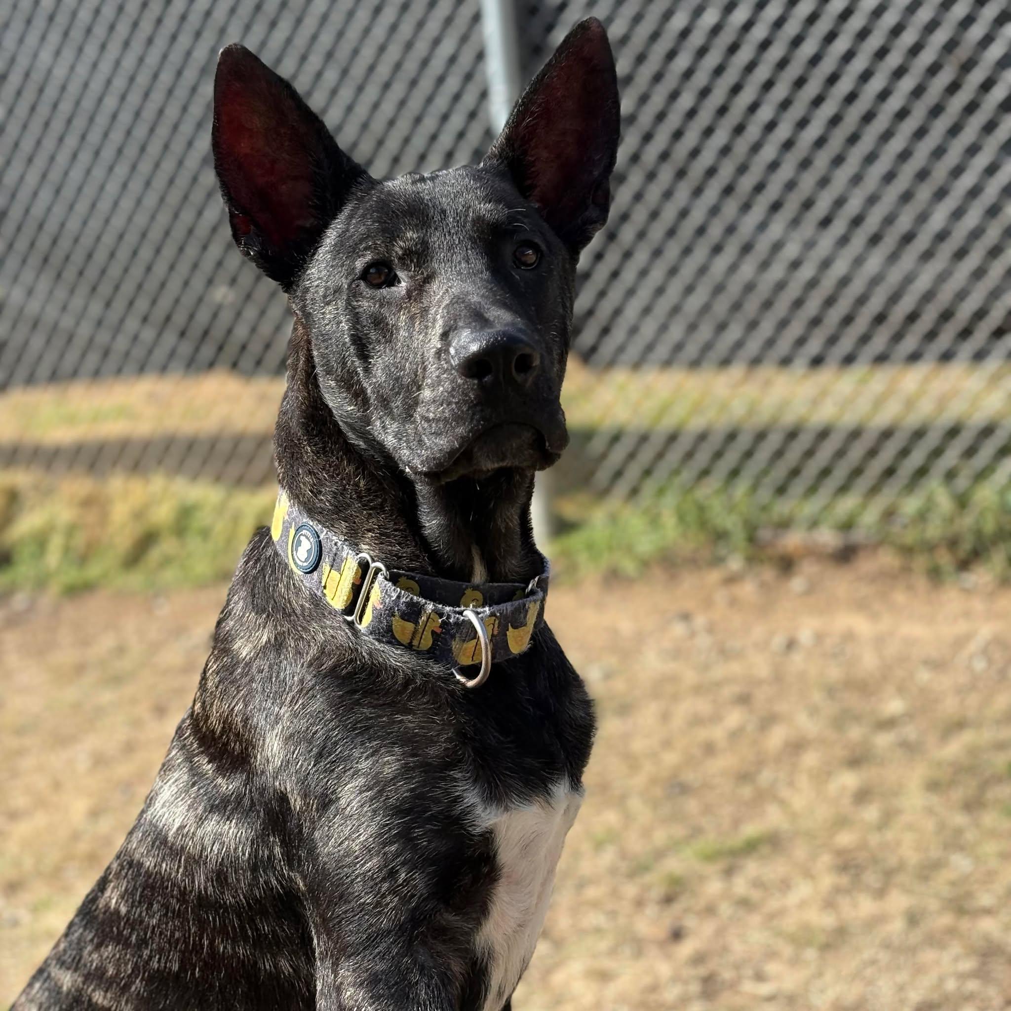 Enlarge Jarry, a Adoptable mixed breed in Spring, TX image 2/6