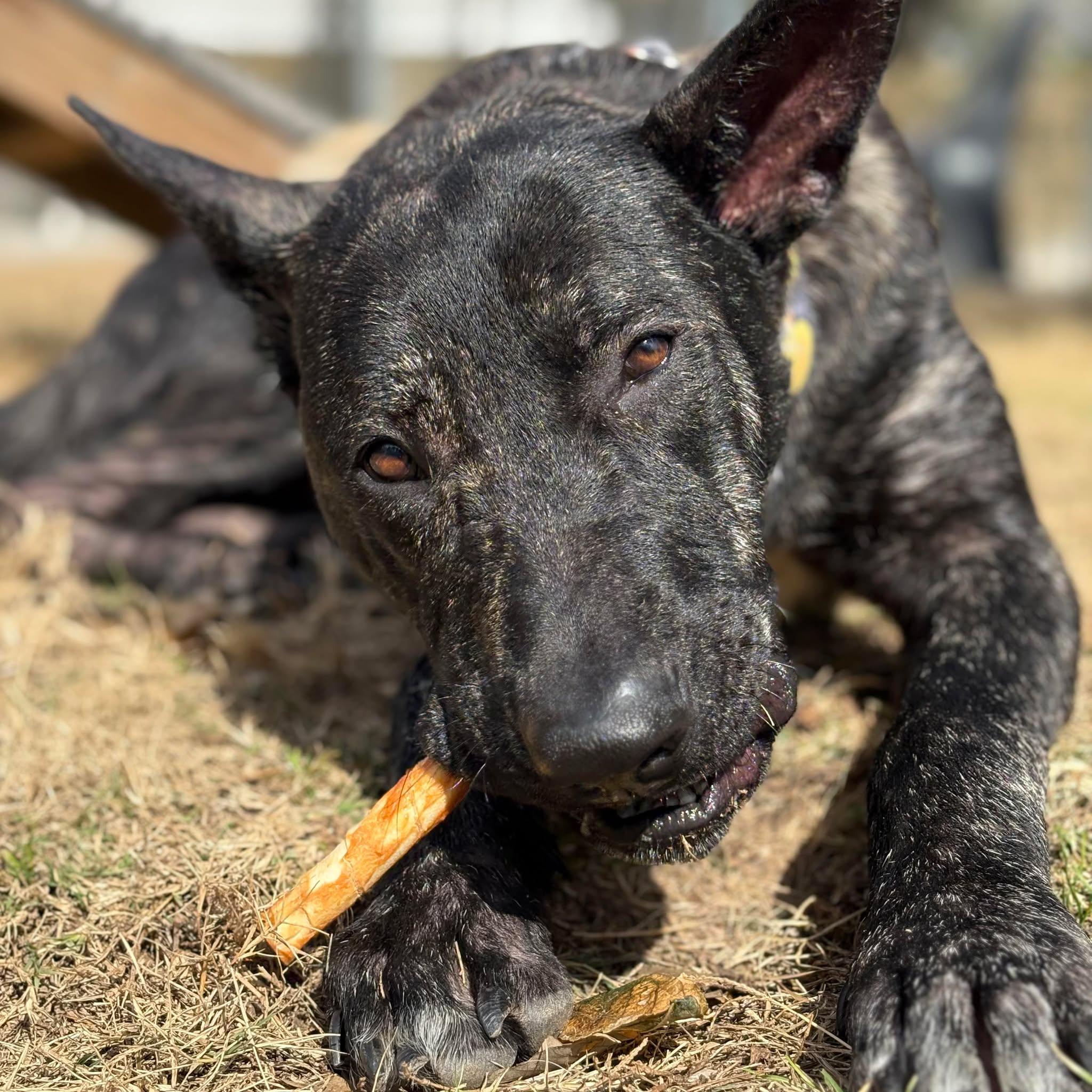 Enlarge Jarry, a Adoptable mixed breed in Spring, TX image 3/6