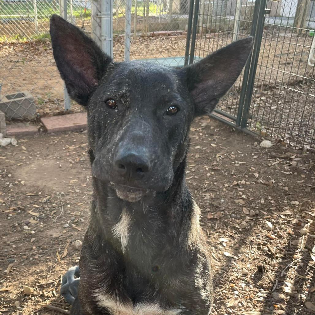 Enlarge Jarry, a Adoptable mixed breed in Spring, TX image 5/6