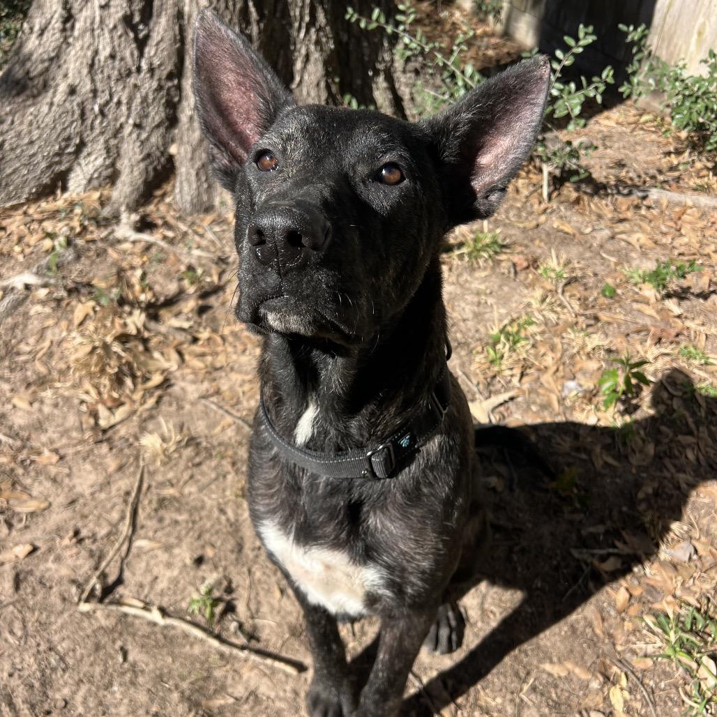 Enlarge Jarry, a Adoptable mixed breed in Spring, TX image 6/6