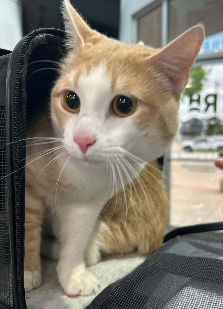 Button, Adoptable, Young Male American Bobtail.