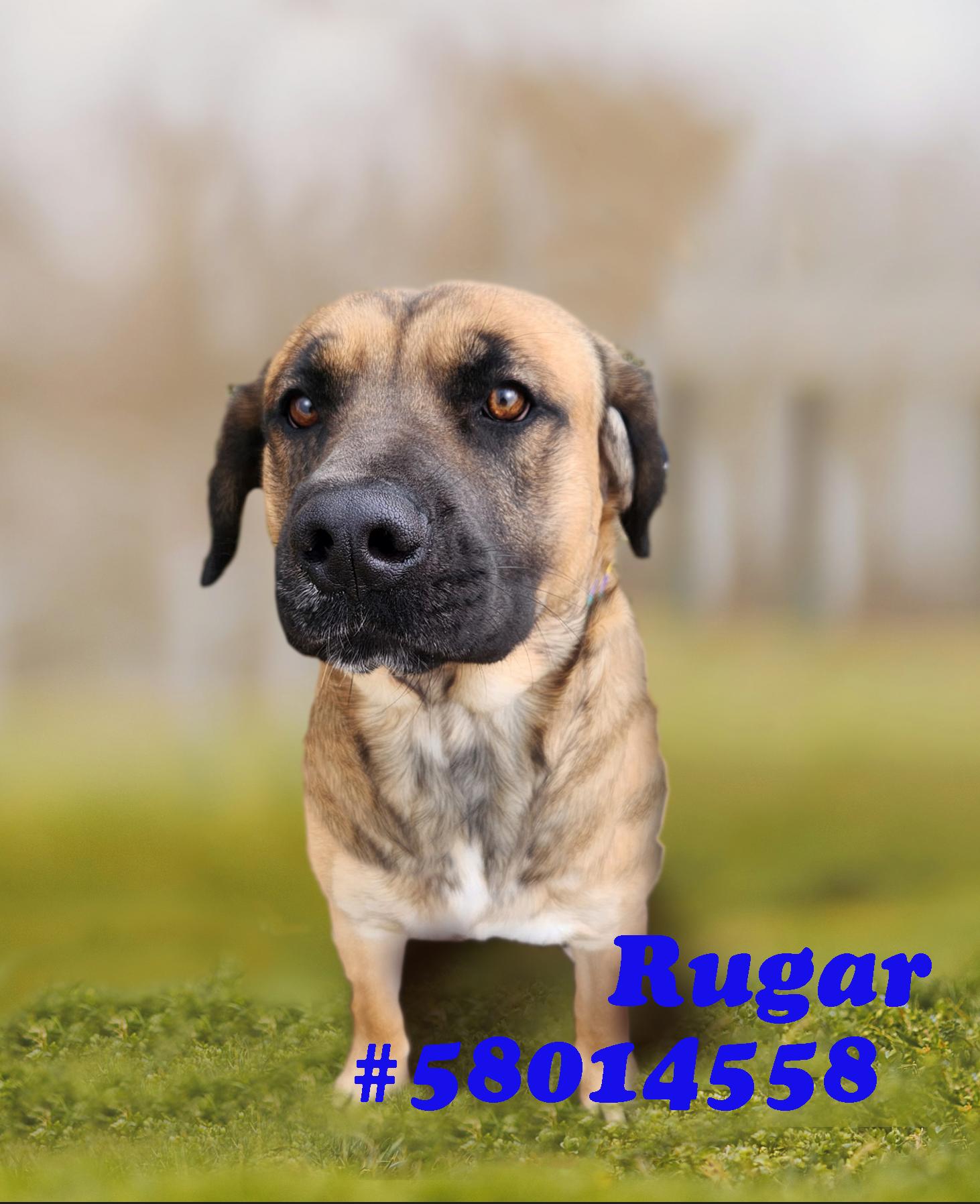 Rugar