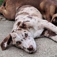 Enlarge Snickers , a ADOPTABLE mixed breed in Grand Blanc, MI image 2/4