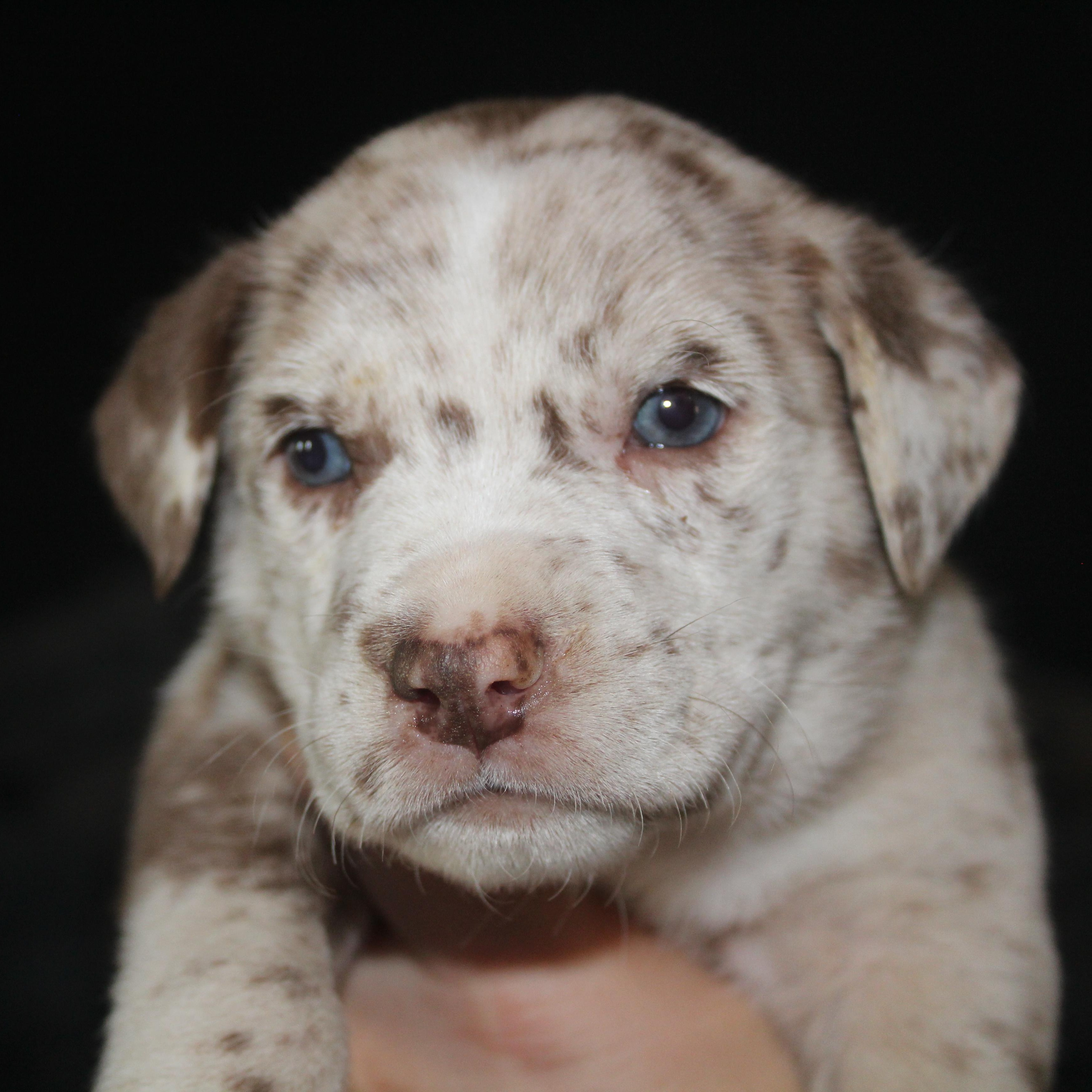 Enlarge Snickers , a ADOPTABLE mixed breed in Salem, WI image 1/2