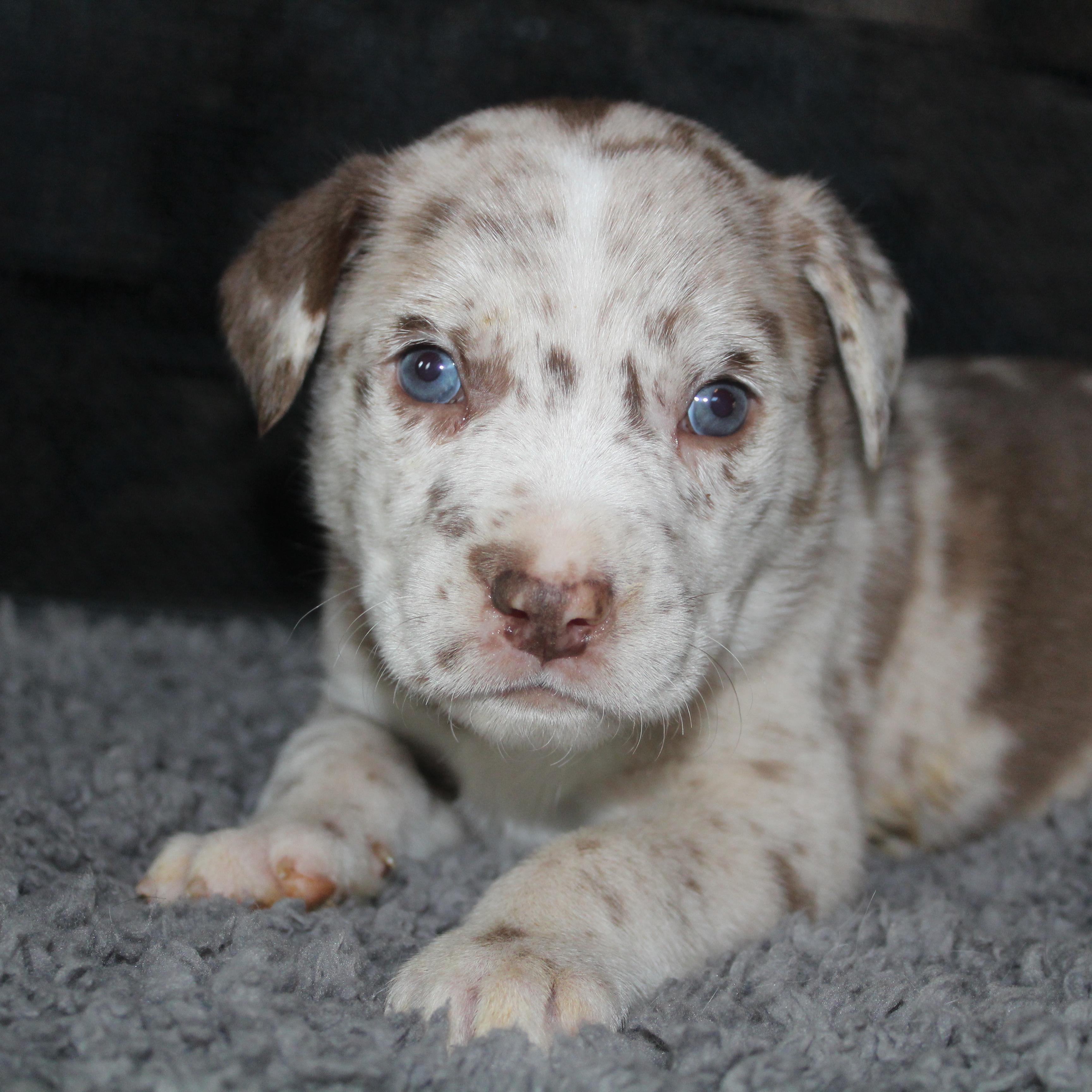 Enlarge Snickers , a ADOPTABLE mixed breed in Salem, WI image 2/2