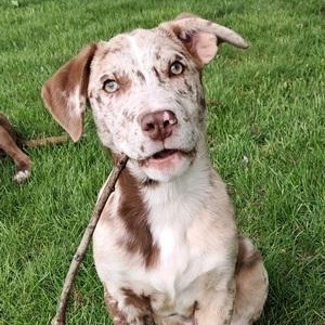 Snickers , ADOPTABLE, Puppy Male Australian Shepherd.