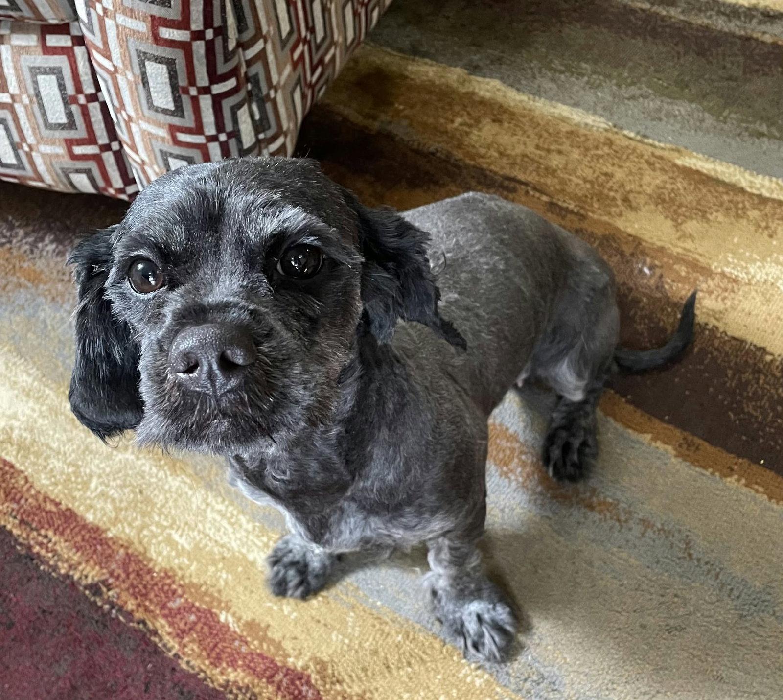 Dee Dee *Foster Home Needed*, Adoptable, Adult Female Havanese & Cavalier King Charles Spaniel.
