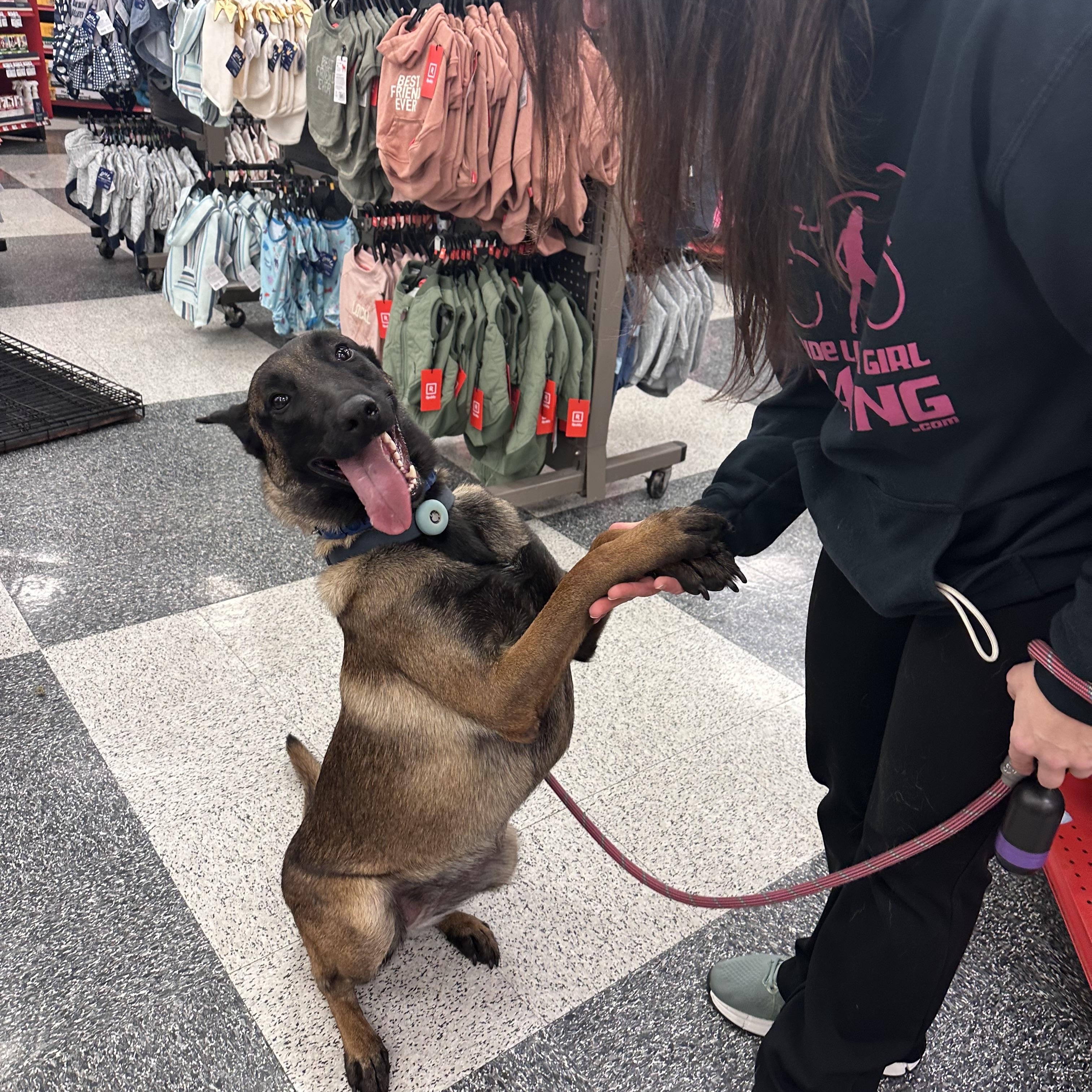 Enlarge Dee, a Adoptable Belgian Shepherd / Malinois in Kutztown, PA image 3/4