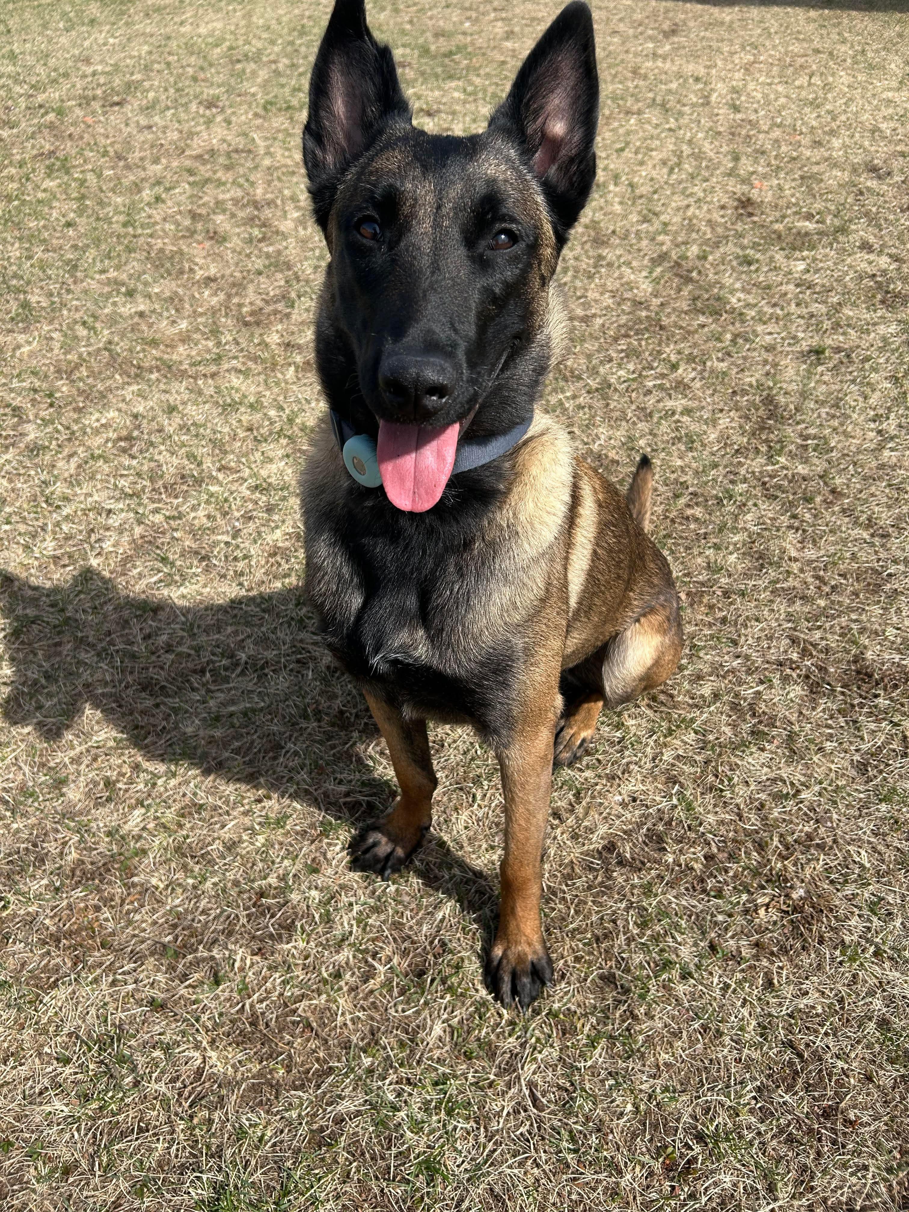 Enlarge Dee, a Adoptable Belgian Shepherd / Malinois in Kutztown, PA image 2/4