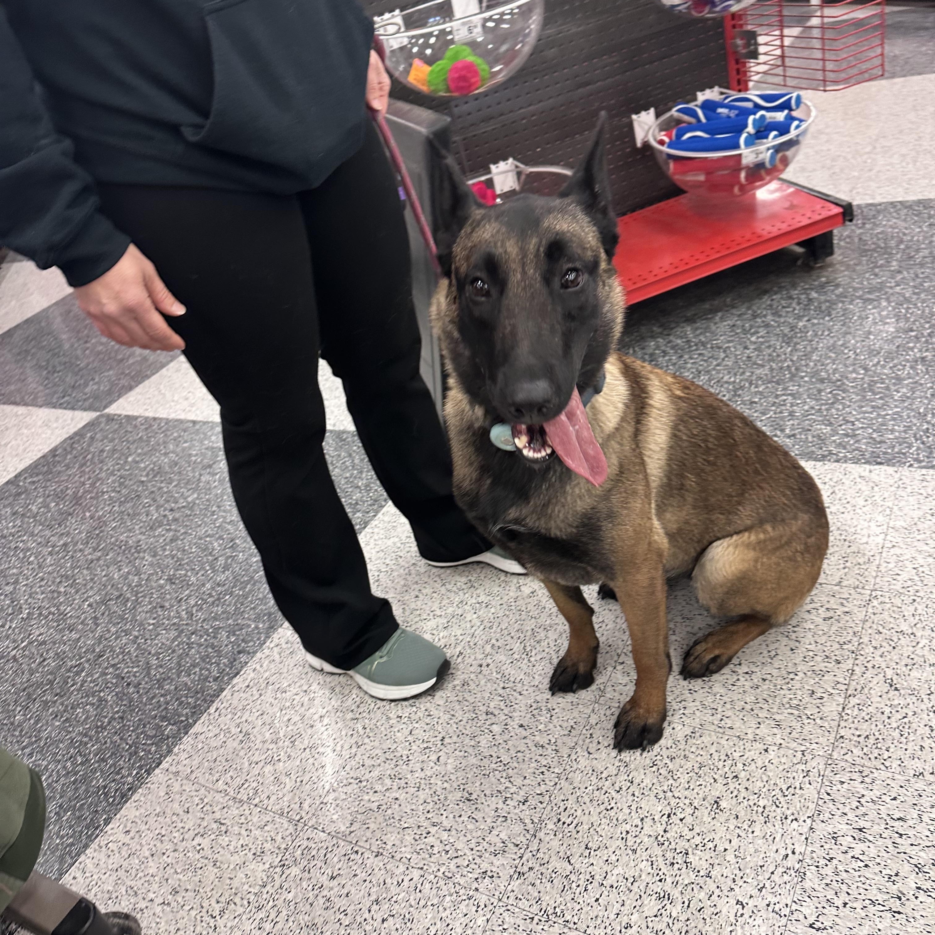 Enlarge Dee, a Adoptable Belgian Shepherd / Malinois in Kutztown, PA image 4/4