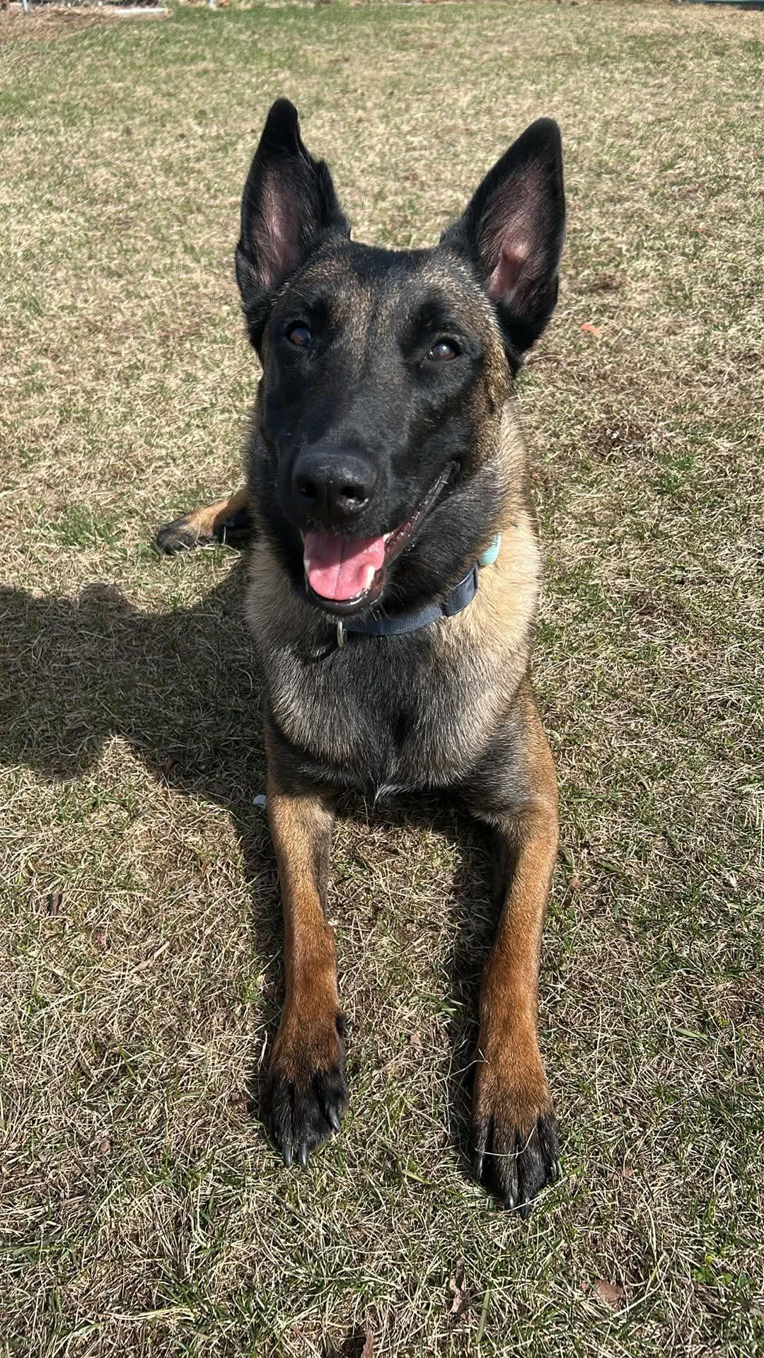 Enlarge Dee, a Adoptable Belgian Shepherd / Malinois in Kutztown, PA image 1/4