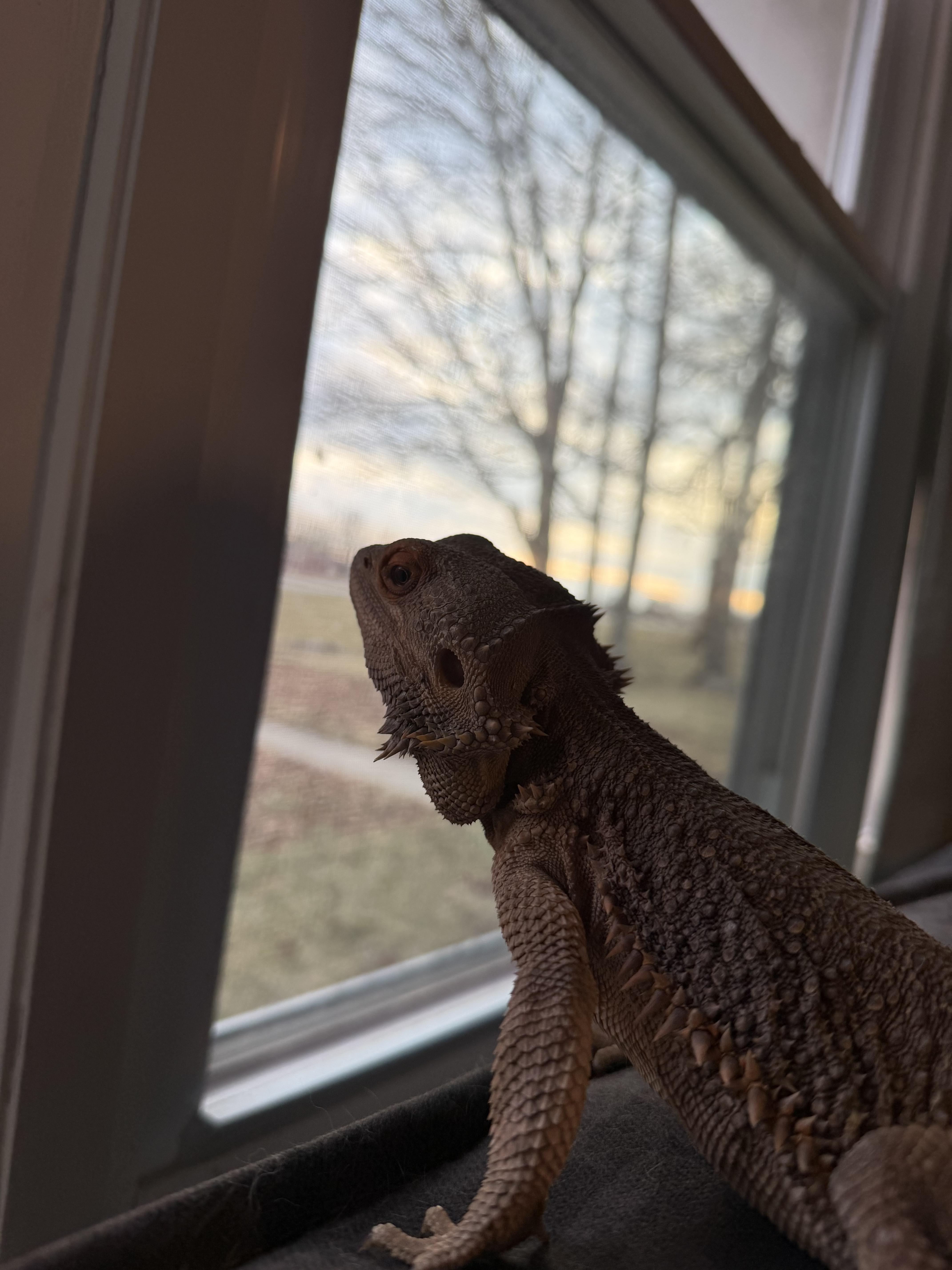 Enlarge Steve, a Adoptable Bearded Dragon in Muncie, IN image 4/4