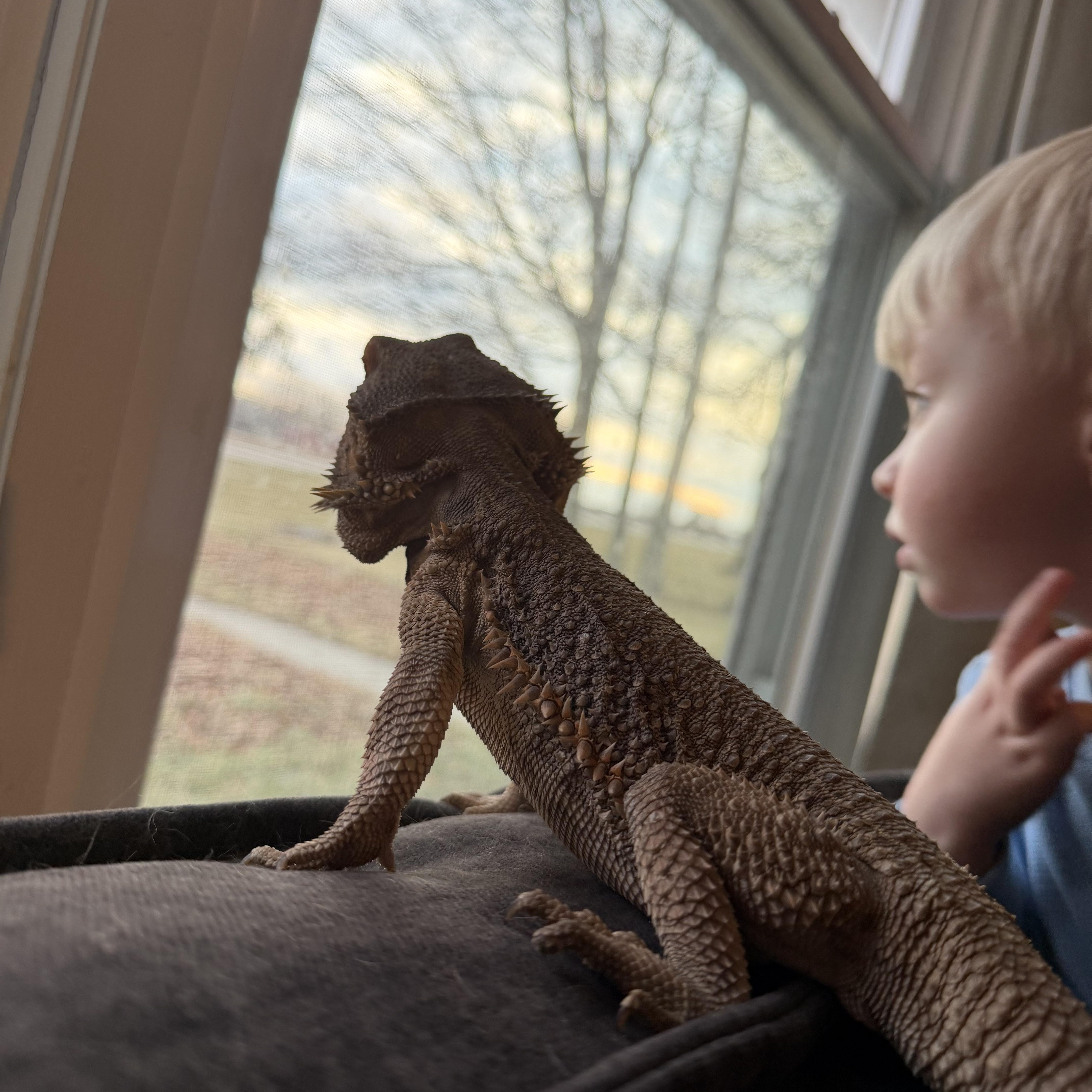 Enlarge Steve, a Adoptable Bearded Dragon in Muncie, IN image 1/4