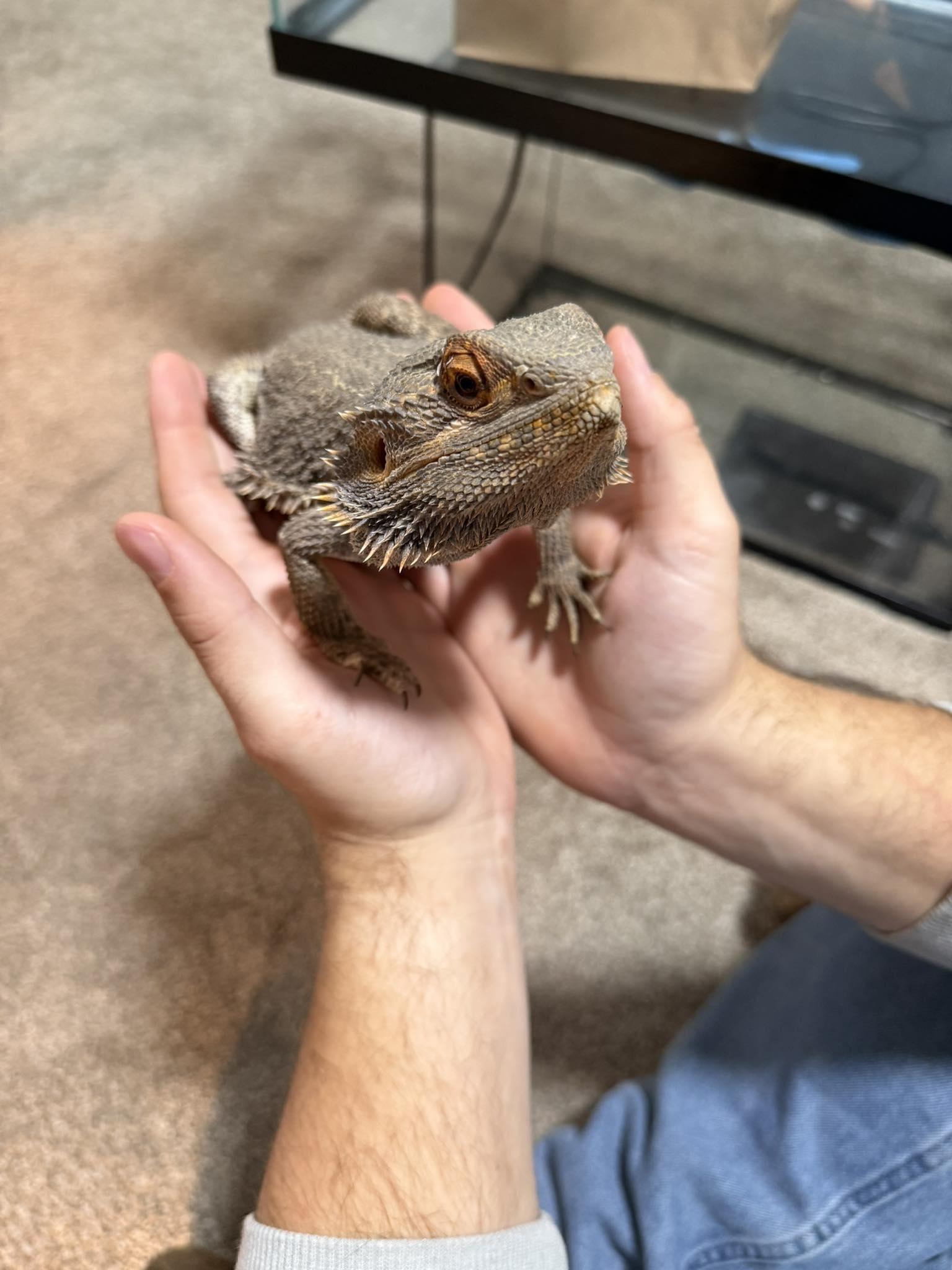 Steve, Adoptable, Adult Male Bearded Dragon.