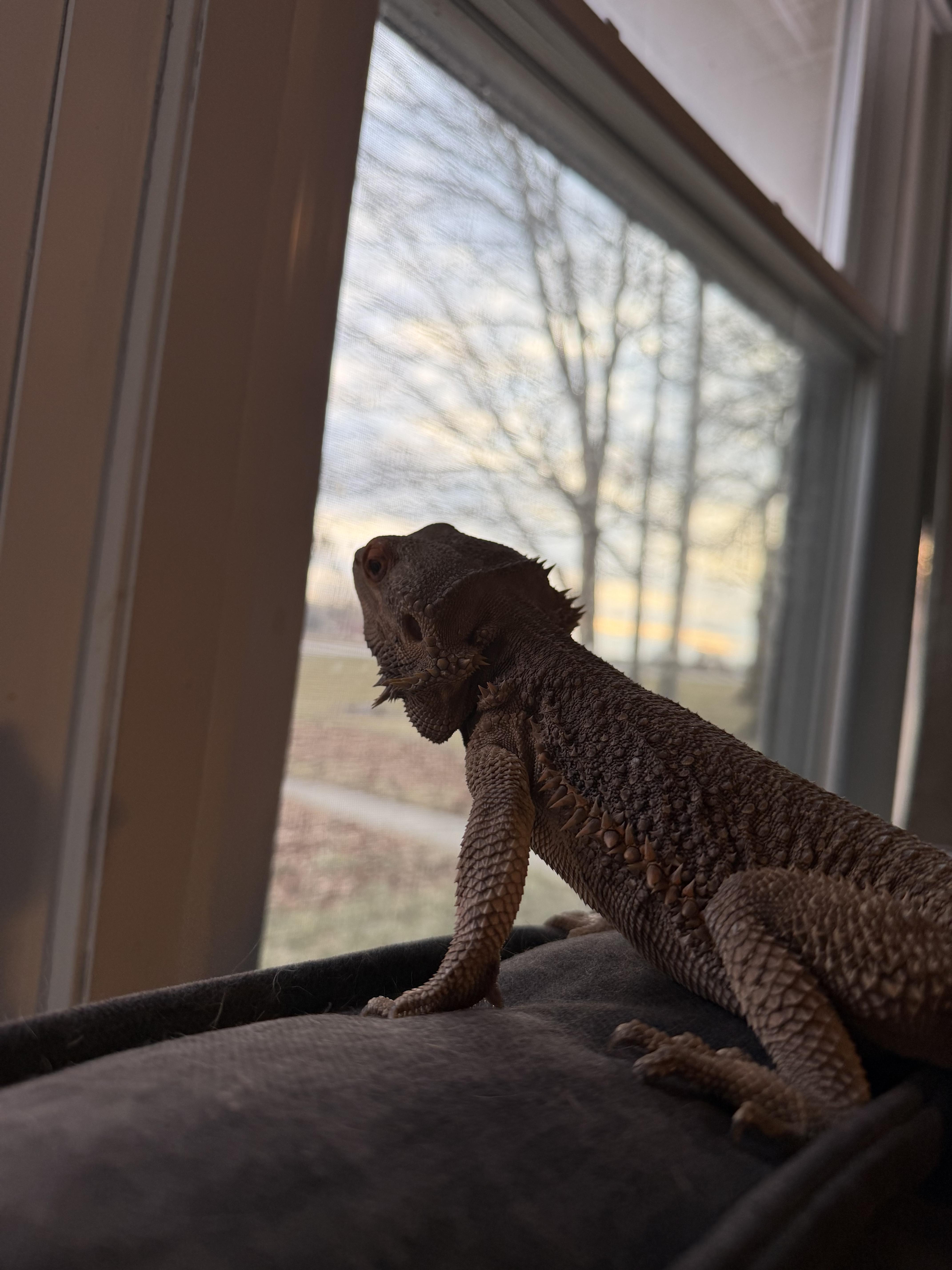 Enlarge Steve, a Adoptable Bearded Dragon in Muncie, IN image 3/4