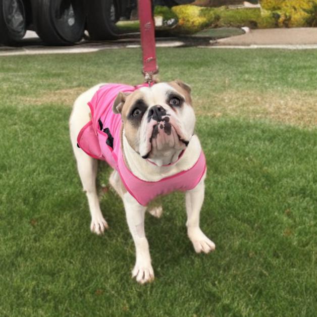 Pebbles, Adoptable, Young Female American Bulldog.