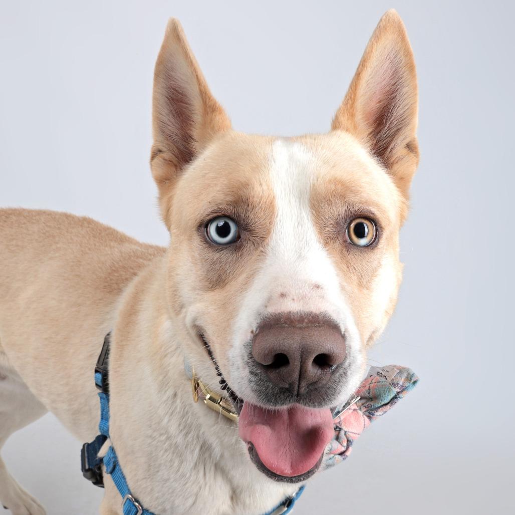 Culhen, Adoptable, Adult Male Mixed Breed.