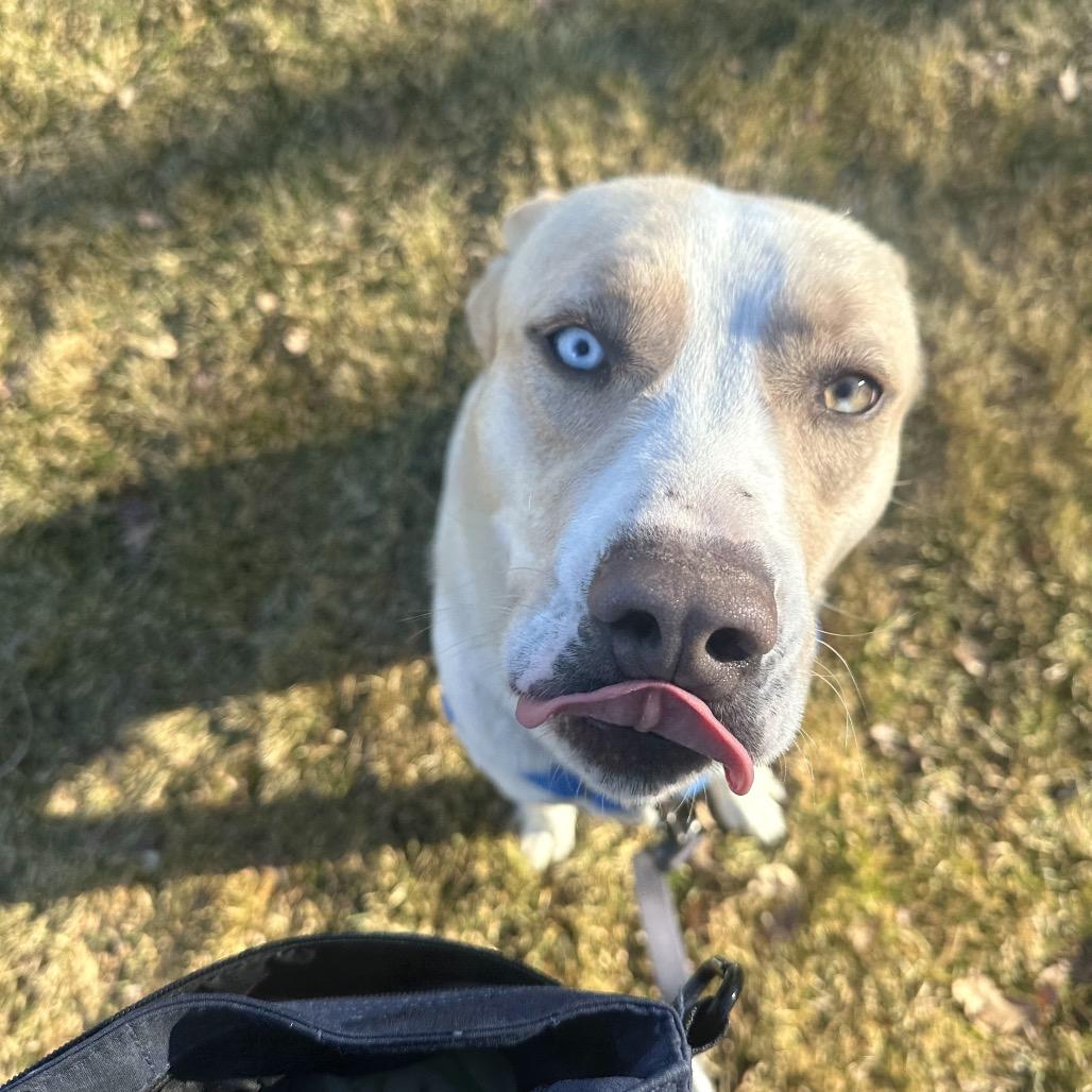 Enlarge Culhen, a Adoptable Mixed Breed in Murray, UT image 4/5
