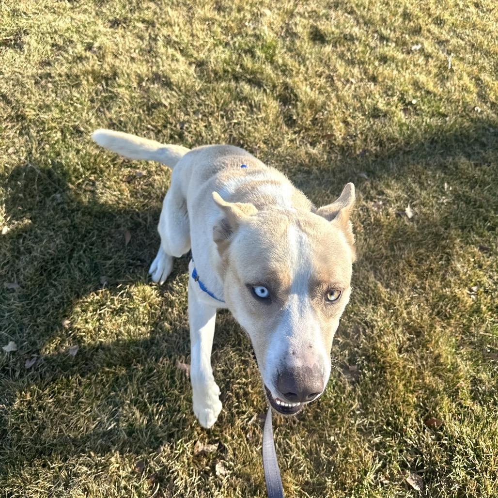Enlarge Culhen, a Adoptable Mixed Breed in Murray, UT image 5/5
