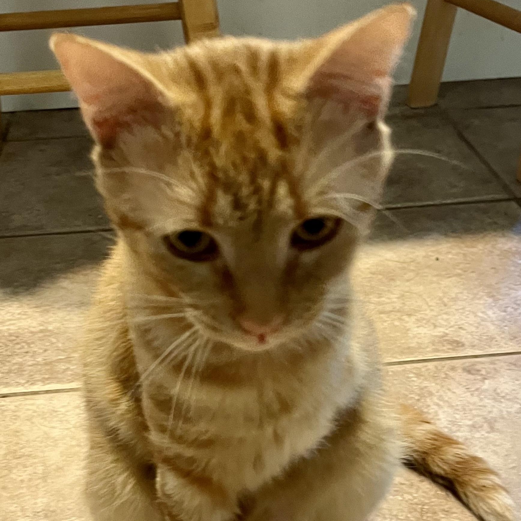 Munchkin (tripod), Young Male unknown