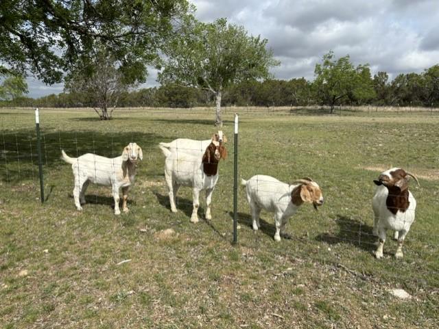 5 Boer Goats (2 Nanny & 3 Wether), adopted, Young Female Boer.
