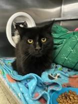 Enlarge Blackjack, a ADOPTABLE Domestic Medium Hair in Manitowoc, WI image 1/1