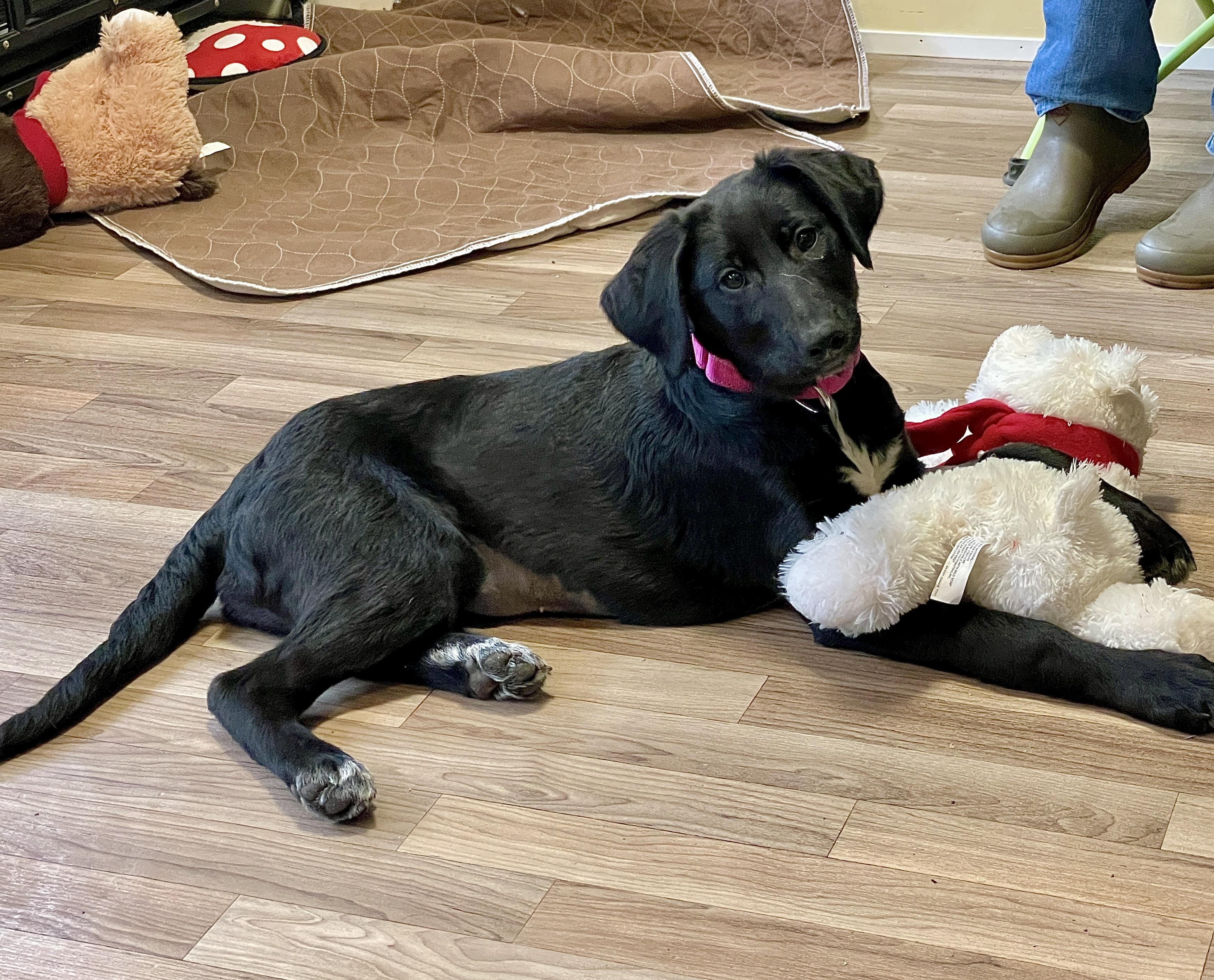 Enlarge Riza, an adopted mixed breed in Berwick, ME image 2/2
